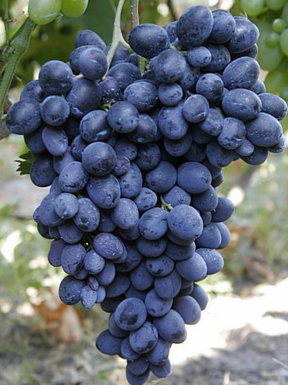 Amos Grape Seeds (Vitis vinifera / 100+ Premium Sweet Amos Table Grapevine Fruit Seeds) – Premium Exotic Botanical Specimen Plant Seeds for Planting