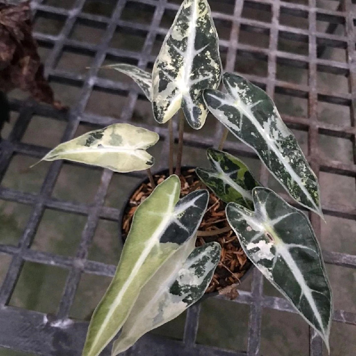 Alocasia Bambino Variegated - Rare Miniature Elephant Ear