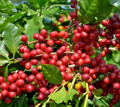 120+ Sidra Magnum Coffee Seeds (Coffea arabica var. Sidra Magnum) – Premium Large-Grain Specialty Coffee Plant Seeds for Planting