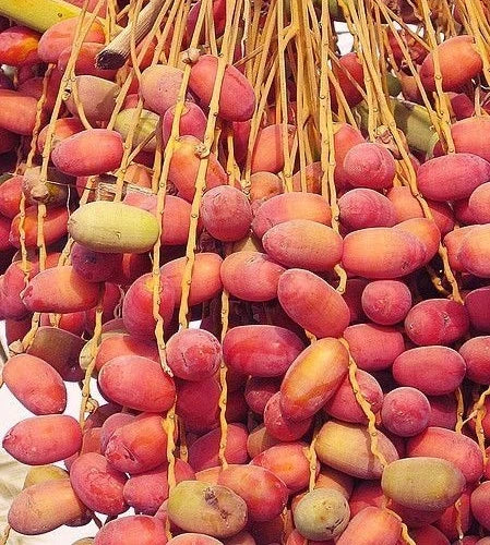 Khadrawy Date Palm Seeds (Phoenix dactylifera) – 35+ Premium Sweet Date Seeds