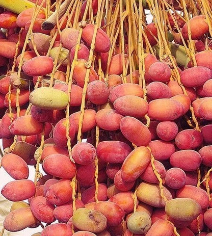Khadrawy Date Palm Seeds (Phoenix dactylifera) – 35+ Premium Sweet Date Seeds