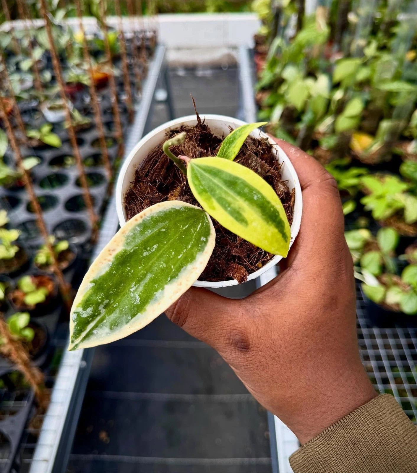 Stunning Hoya Sp. Rangsan Albo Splash – Rare Tropical Indoor & Outdoor Wax Plant