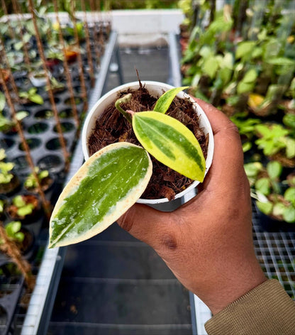 Stunning Hoya Sp. Rangsan Albo Splash – Rare Tropical Indoor & Outdoor Wax Plant