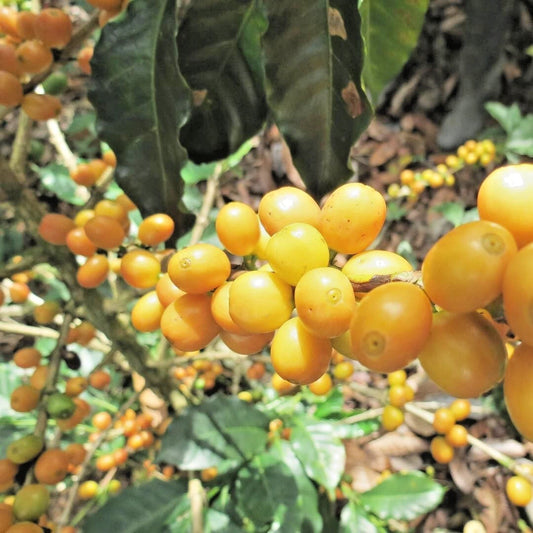 120+ Bourbon Yellow Coffee Seeds (Coffea sp. / Rare Yellow Bourbon Arabica Coffee Cultivar Bean Seeds) – Premium Botanical Specimen Plant Seeds for Planting