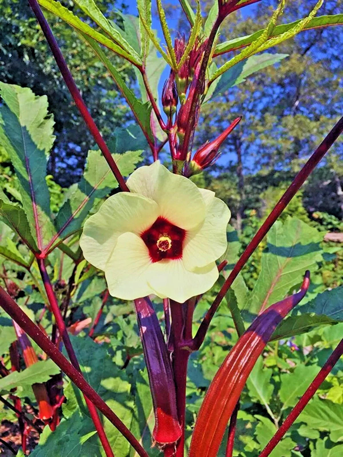 Red Okra Seeds (Abelmoschus esculentus) – 1.000+ Premium Heirloom Burgundy Red Okra Seeds for Planting