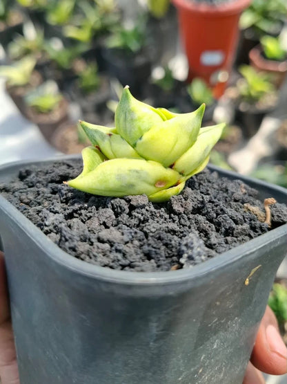 Sansevieria 'BNC' Variegated - Rare Tropical Snake Plant