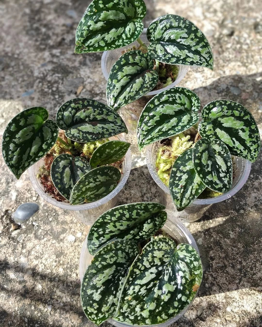 Scindapsus Tricolor Sp. Borneo – Rare Tropical Indoor Outdoor Variegated Climbing Plant Specimen