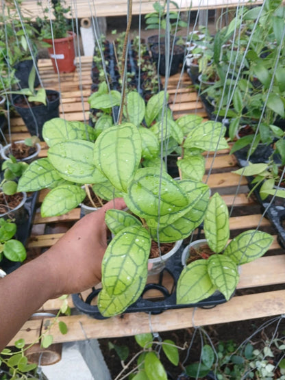 Rare Hoya Callistophylla Vena Plant – Exotic Tropical Indoor/Outdoor Wax Plant Specimen with Intricate Mosaic Dark Green Venation