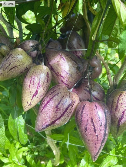 Purple Pepino Seeds (Solanum muricatum) – 1.000+ Premium Heirloom Sweet Purple Pepino Melon Seeds for Planting