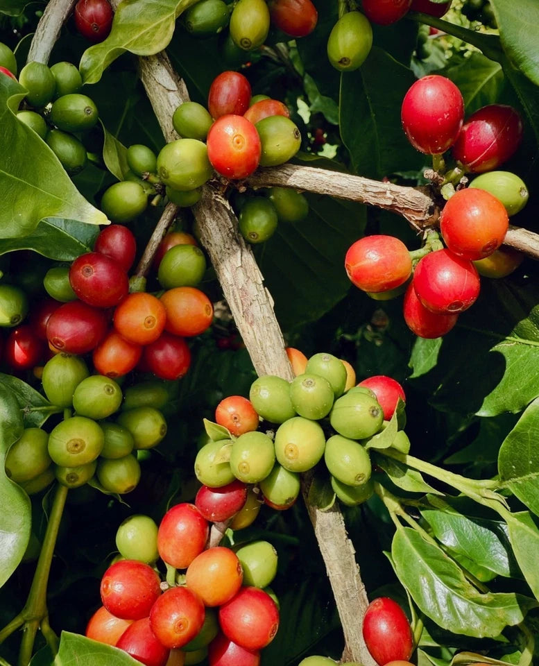 Tropical Robusta Selection (TRS) Coffee Seeds | Coffea sp. | High Yield Coffee Bean Plant