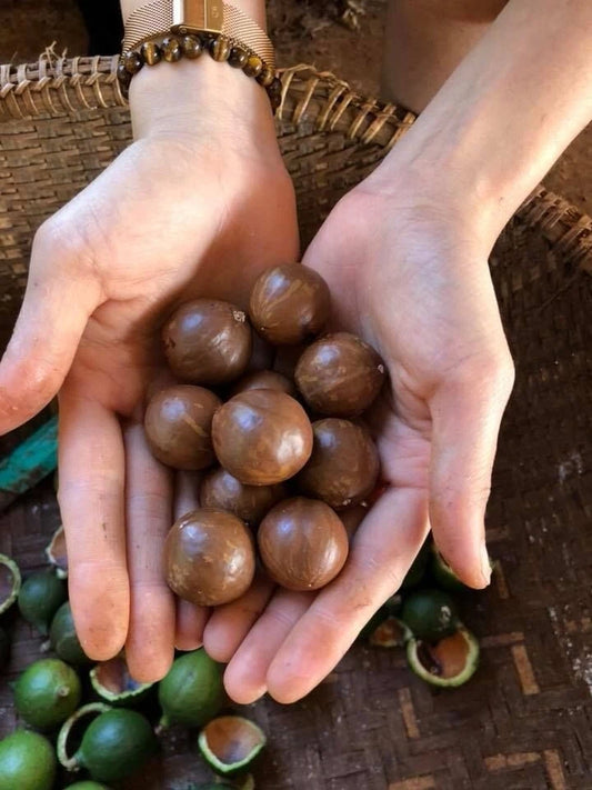 Macadamia Nut (Macadamia integrifolia) – 1000+ Premium Seeds King of Nuts for Planting