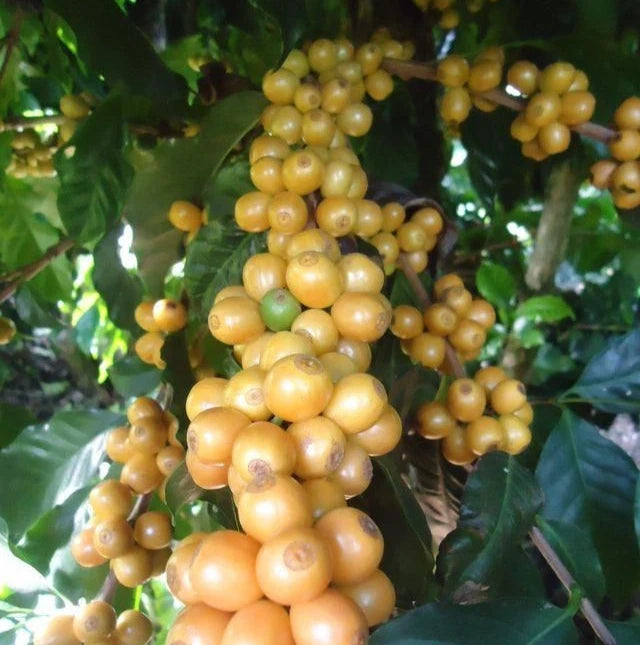 Catuai Yellow Coffee Seeds (Coffea arabica) – 120+ Premium High-Yield Yellow Catuai Arabica Seeds for Planting