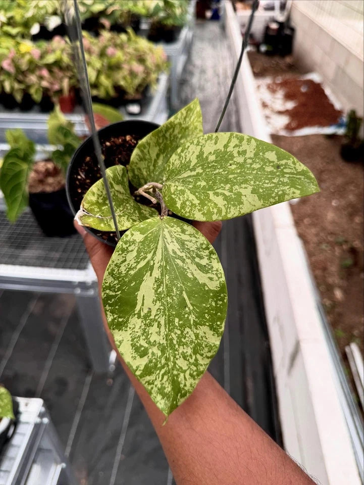 Hoya Glabra SF004 | Rare Hoya Wax Plant | Tropical Indoor Outdoor Houseplant