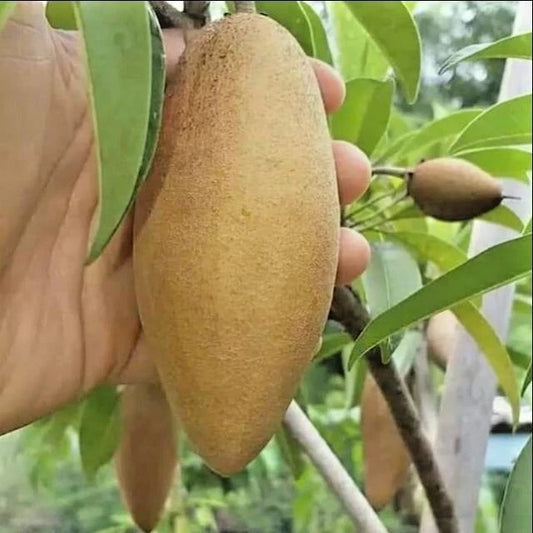 35+ Sapodilla Cucumber Seeds (Manilkara zapota / Long Chico Fruit Tree / Elongated Brown Sugar Sapote) – Premium Tropical Fruit Tree & Orchard Seeds for Planting