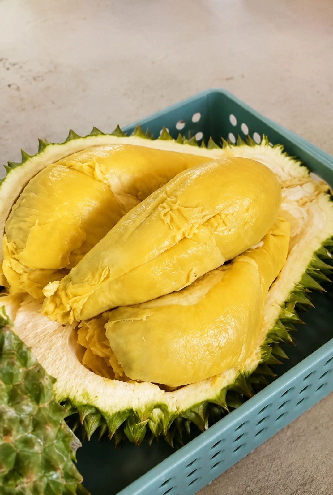 Durian 'Cane' (D24) - Premium Grafted Fruit Tree