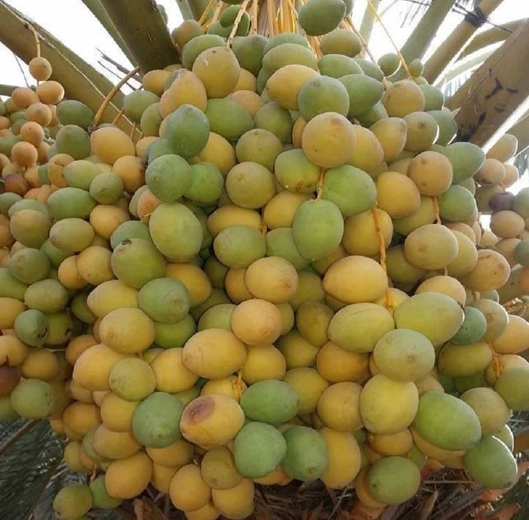 Barhi Date Palm Seeds (Phoenix dactylifera 'Barhi') – 35 Premium Fresh Ultra-Sweet Golden Honey Barhee Date Seeds