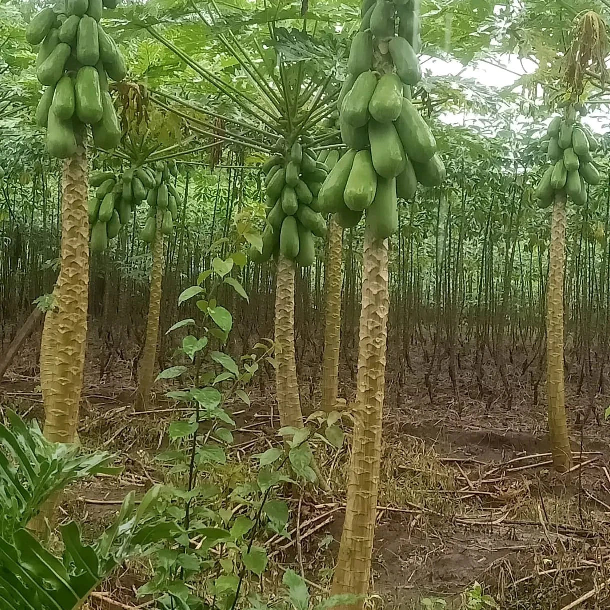 Calina Papaya (Carica papaya L.) – 500+ Premium Fresh Seeds for Planting