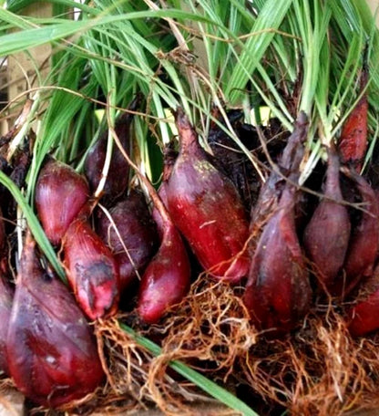 Dayak Onion Sabrang (Eleutherine bulbosa) – 300g Premium Organic Live Rhizomes