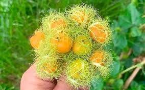 100+ Rambusa Wild Watermelon Seeds | Passiflora foetida | Exotic Fruit Vine Seeds | Tropical Climbing Plant
