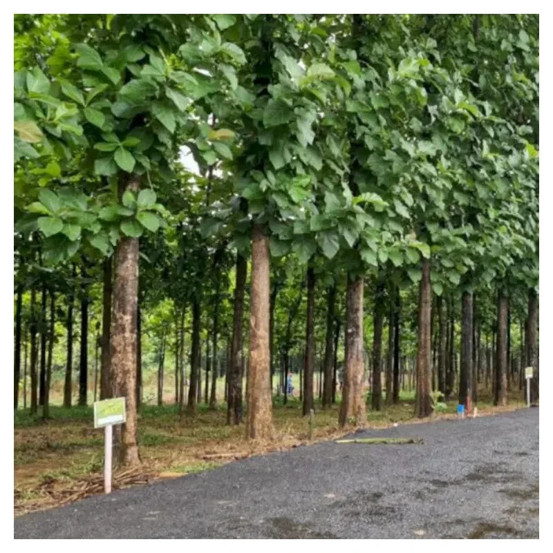 Premium White Teak Gmelina Tree Seeds (Gmelina arborea) – Fast-Growing Exotic Timber & Ornamental Shade Tree Seeds for Planting (100+ Pcs)