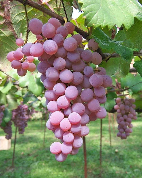 Rare Koshu Grape Seeds (100 pcs) - Authentic Japanese Vitis vinifera Table Grape Vines