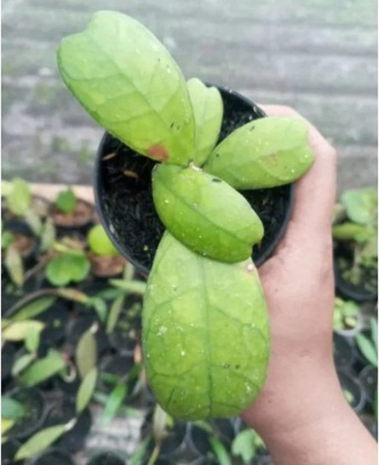 Hoya sp. Aceh – Rare Tropical Wax Vine