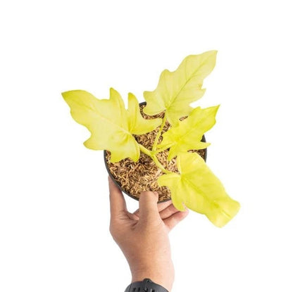 Philodendron Warscewiczii Aurea Flavum Seeds (Philodendron warscewiczii 'Aurea' / Rare Golden Chartreuse Variegated Climbing Aroid Seeds) – Premium Exotic Botanical Specimen Plant Seeds for Planting