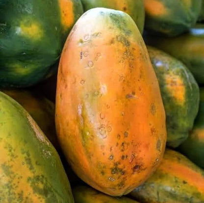 Bangkok Papaya Seeds (Carica papaya 'Bangkok') – 150+ Premium Fresh High-Yield Giant Sweet Bangkok Papaya Seeds