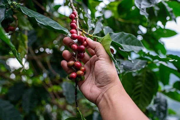 Robusta Coffee Seeds (Coffea canephora) – Premium Robusta Coffee Bean Plant Seeds for Planting (30+ Pcs)
