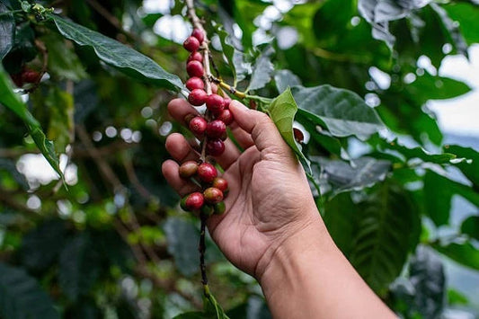 Robusta Coffee 25 Seeds (Coffea canephora) – Premium Robusta Coffee Bean Plant Seeds for Planting