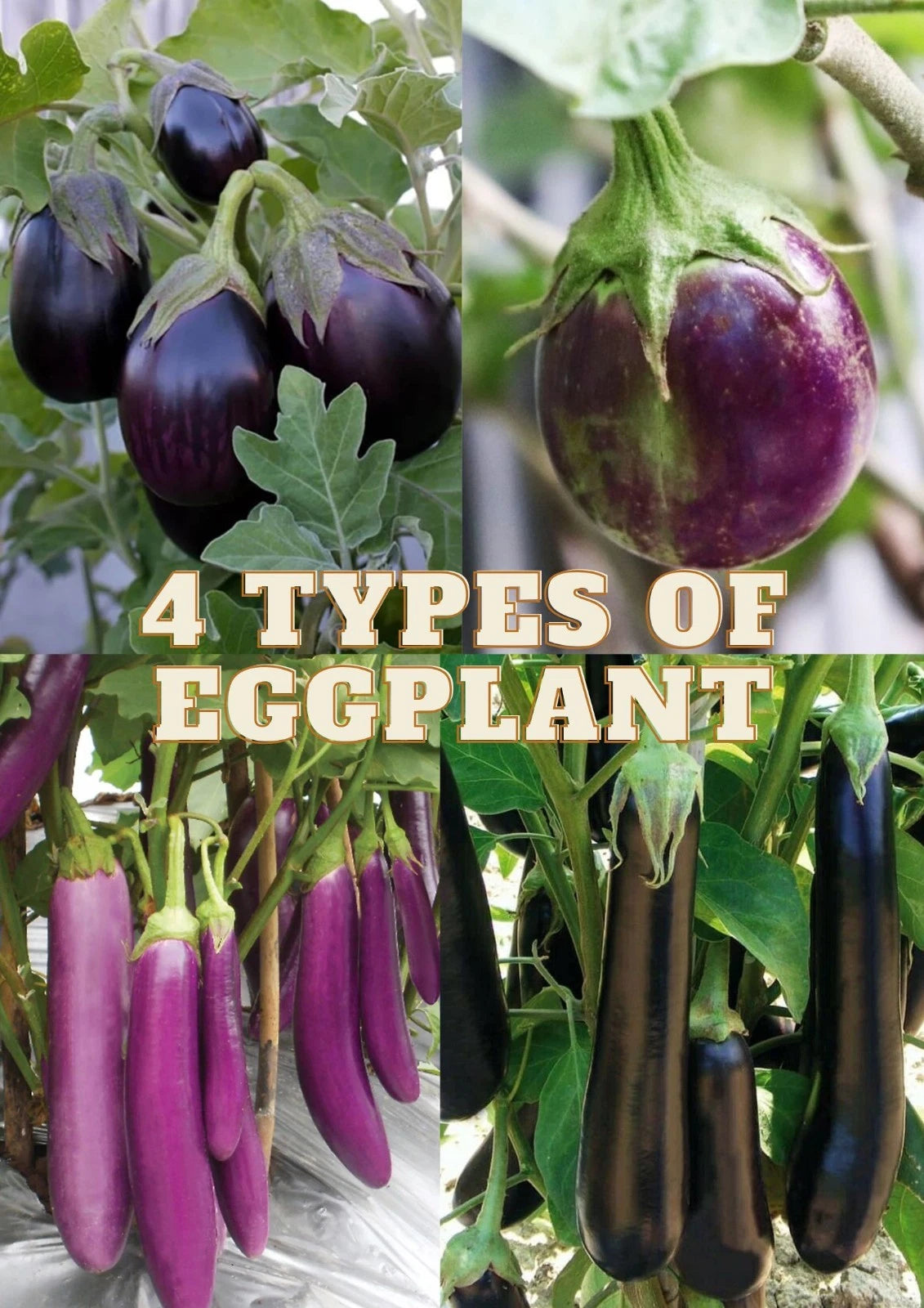 160+ Eggplant Seeds (Solanum melongena) – Bundling 4 Cultivar Garden Package Certified Heirloom Vegetable Seeds for Planting