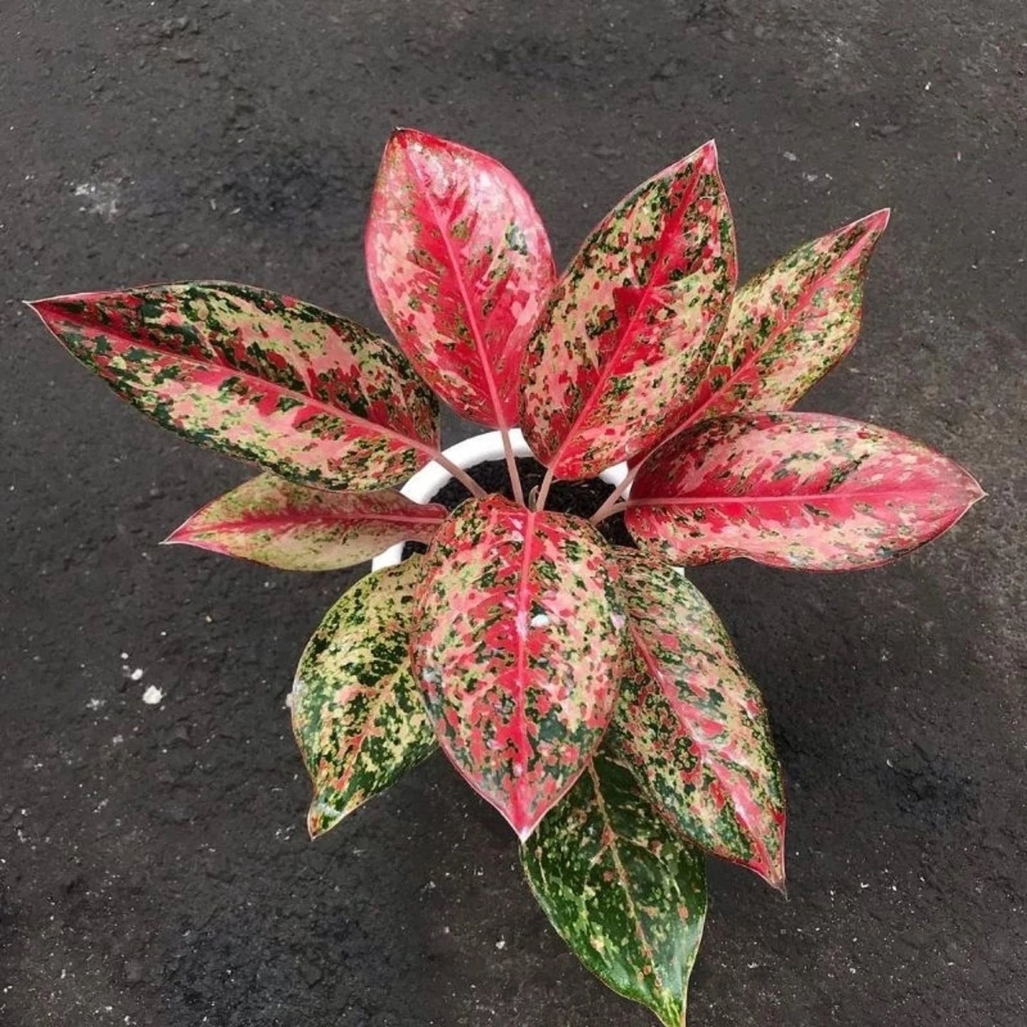 Rare Aglaonema Red Coconut Delight Live Plant - Exotic Red Chinese Evergreen
