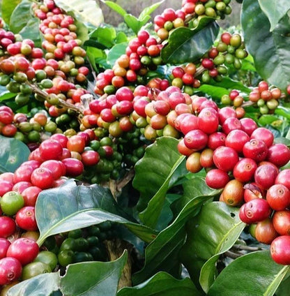 Bourbon Mayaguez (BMJ) Coffee Seeds (Solani) – 120 Premium Certified Coffee Seeds for Planting