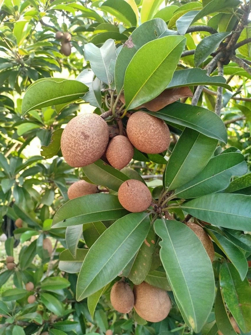 Bali Sapodilla Seeds (Manilkara zapota) – 35+ Premium Sweet Bali Chikoo Seeds