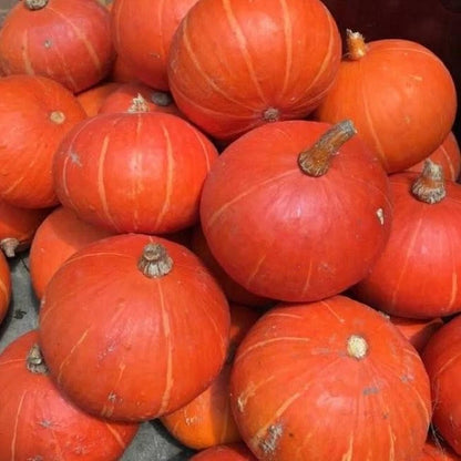 Orange Kabocha Squash Seeds (Cucurbita maxima) – 100++ Premium Heirloom Sunshine Kabocha / Sweet Japanese Pumpkin Seeds