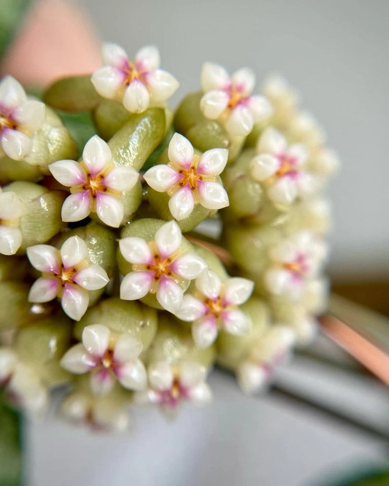 Variegated Hoya Crassipetiolata | Rare Tropical Wax Plant | Collector Hoya | Indoor Outdoor Houseplant