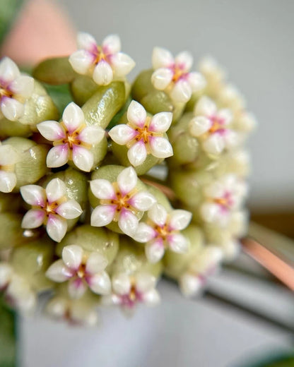 Variegated Hoya Crassipetiolata | Rare Tropical Wax Plant | Collector Hoya | Indoor Outdoor Houseplant