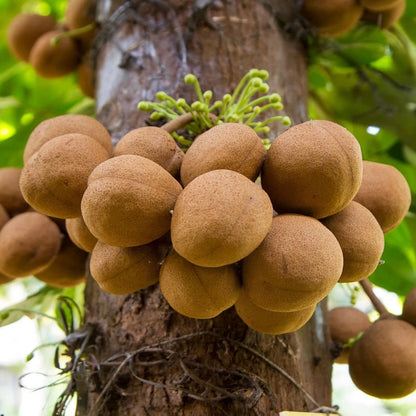 Stelechocarpus burahol (Kepel) Grafted Seedling – Rare Tropical Fruit Tree