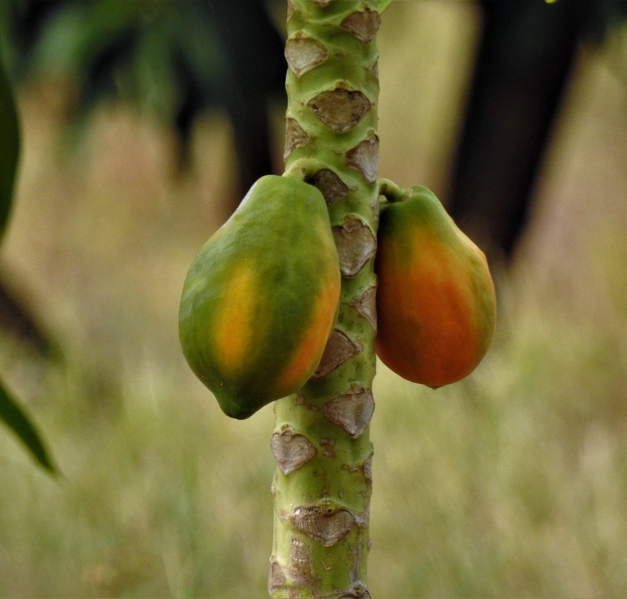 Premium 'Canary' Papaya Seeds (Carica papaya) – Elite Dwarf-Type Sweet Papaya Heirloom Seeds (150+ Count)