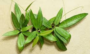 Dischidia Acutifolia Rare Exotic Wax Plant | Tropical Indoor Outdoor Plant | Collector Houseplant