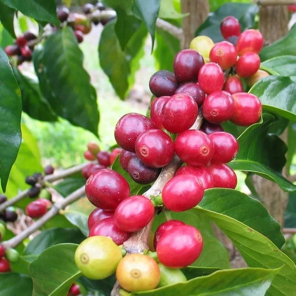 Bergendal Typica Sumatra Coffee Seeds (Coffea sp.) – 120 Premium Rare Heirloom Coffee Seeds