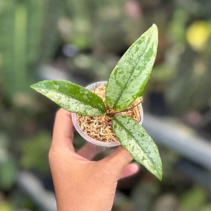 Hoya Buntokensis Silver Rare Wax Plant | Tropical Indoor Outdoor Hoya | Exotic Collector Houseplant