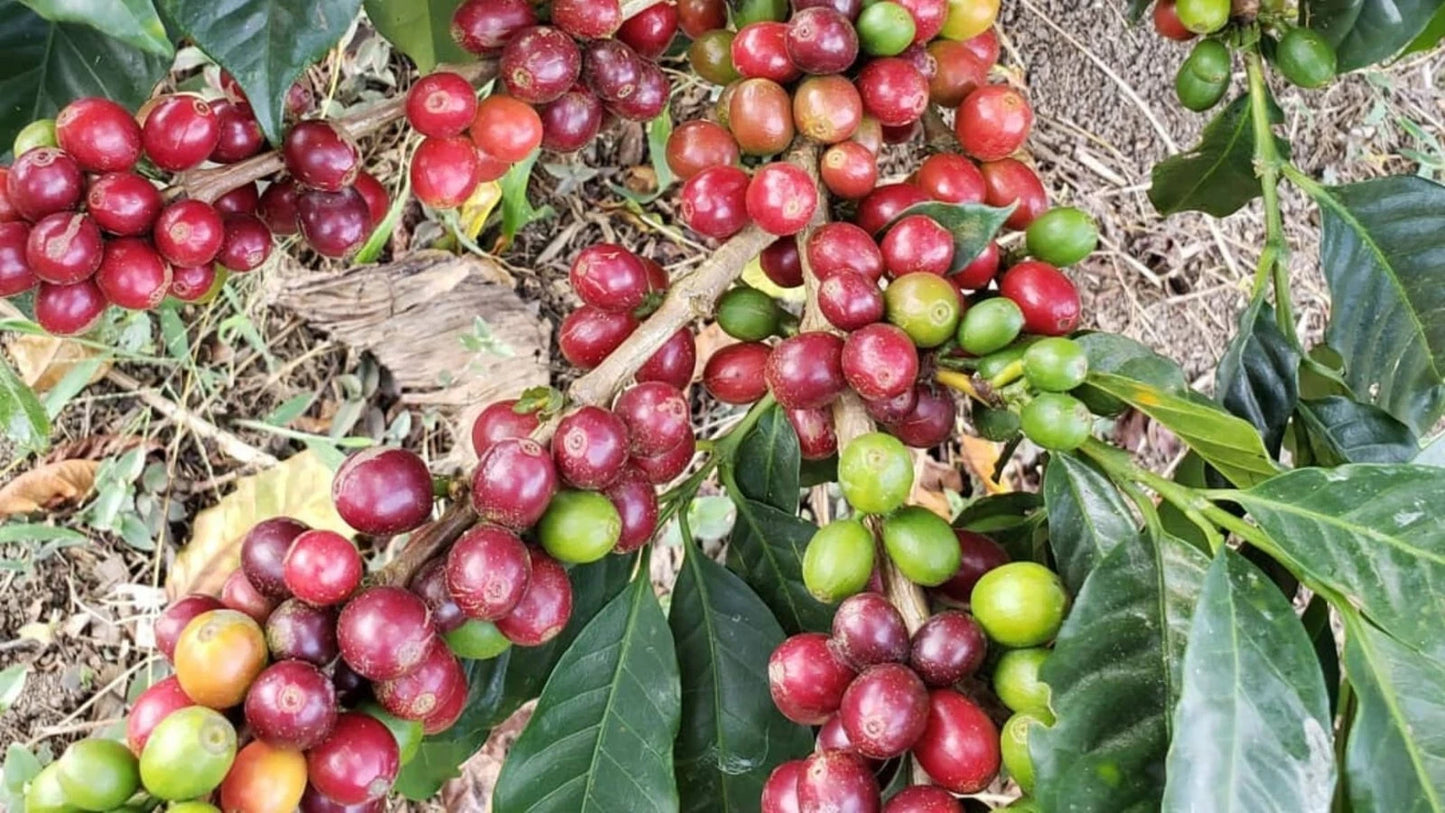 3,000+ Red Caturra Coffee Seeds (Coffea arabica var. caturra) – Premium Certified Bulk Arabica Coffee Bean Seeds for Planting