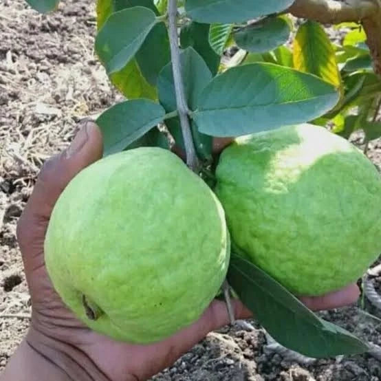 Premium Taiwan Pink Guava Seeds (Psidium guajava) – Sweet Exotic Fruit Seeds for Planting