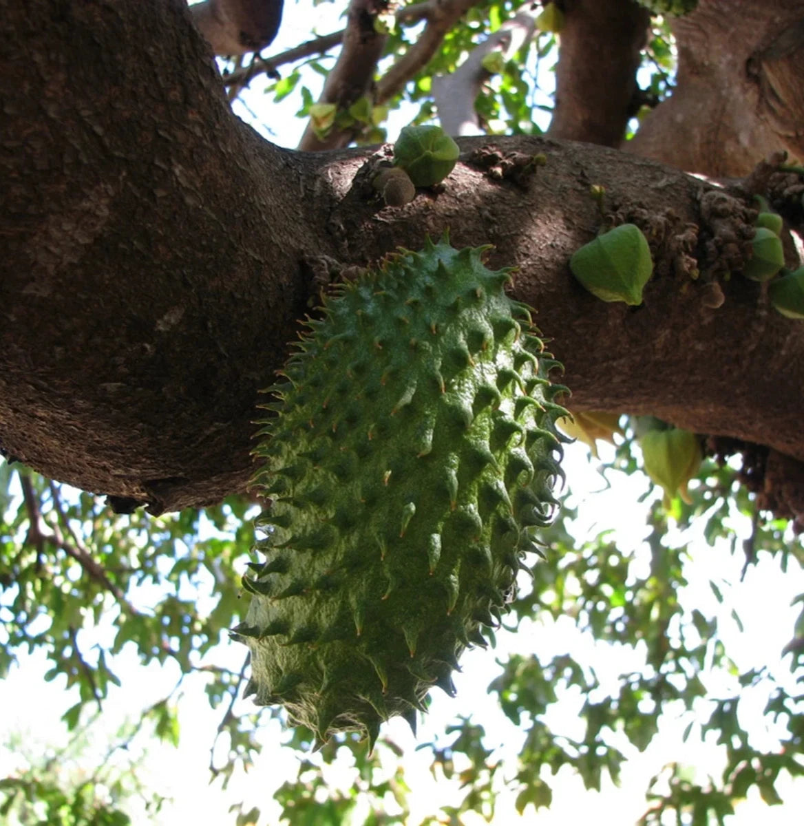 Bulk Tainung Soursop Seeds (Annona muricata 'Tainung') – 100+ Premium Fresh Rare Sweet Guanabana Seeds for Planting