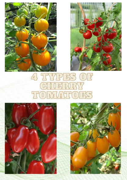 480+ Cherry Tomato Seeds (Solanum lycopersicum) Bundling 4 Cultivar Garden Pack – Premium Certified Heirloom Fruiting Vegetable Seeds for Planting
