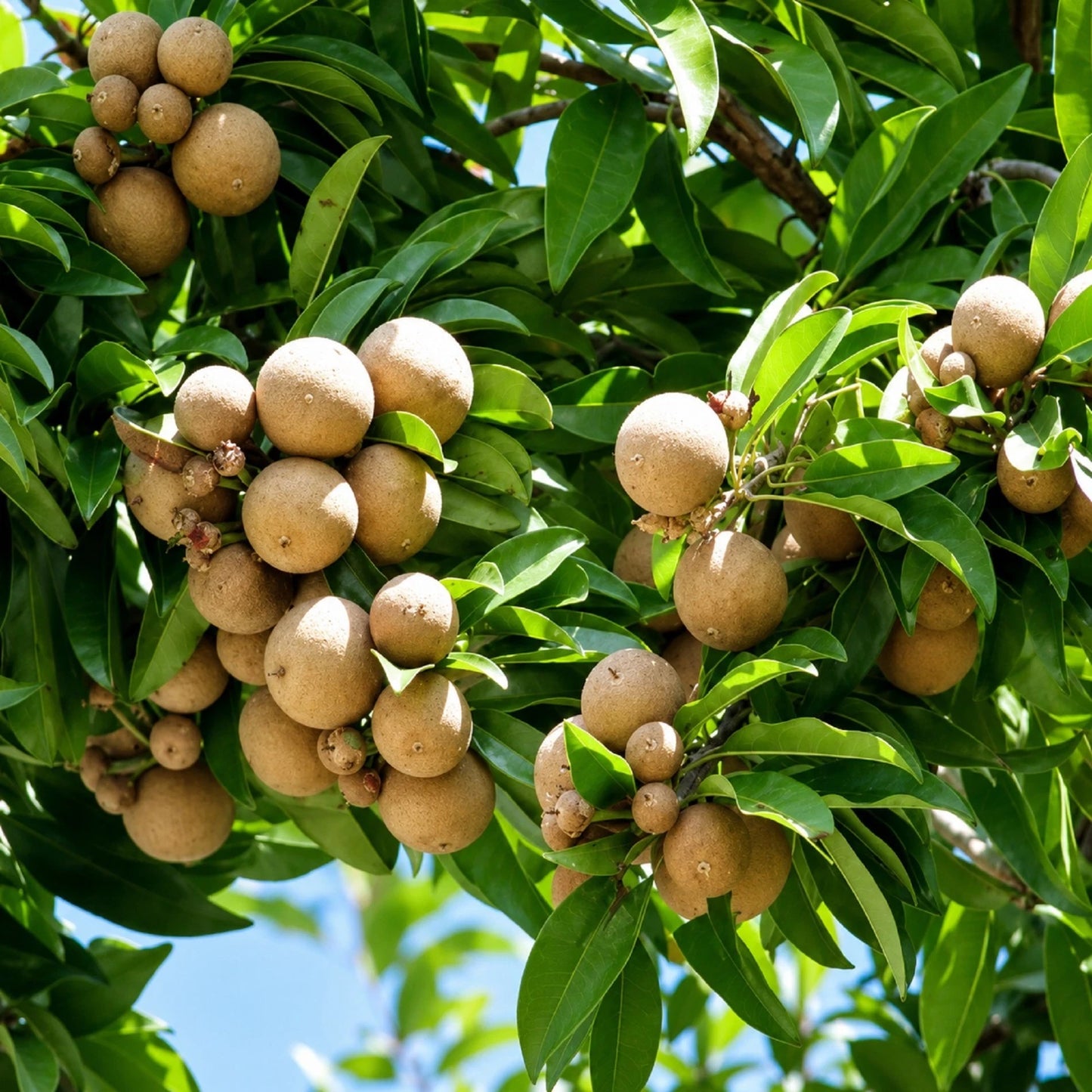 Grafted Sapodilla Tree - Fast-Producing & Sweet Tropical Fruit