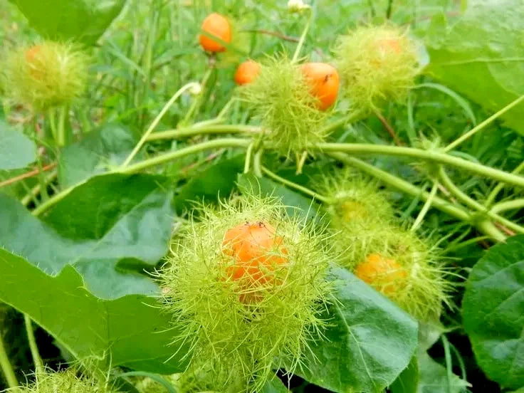 Bulk Mini Passion Fruit Rambosa Seeds (Passiflora foetida) – 150+ Premium Fresh Rare Exotic Wild Sweet Passion Fruit Seeds for Planting
