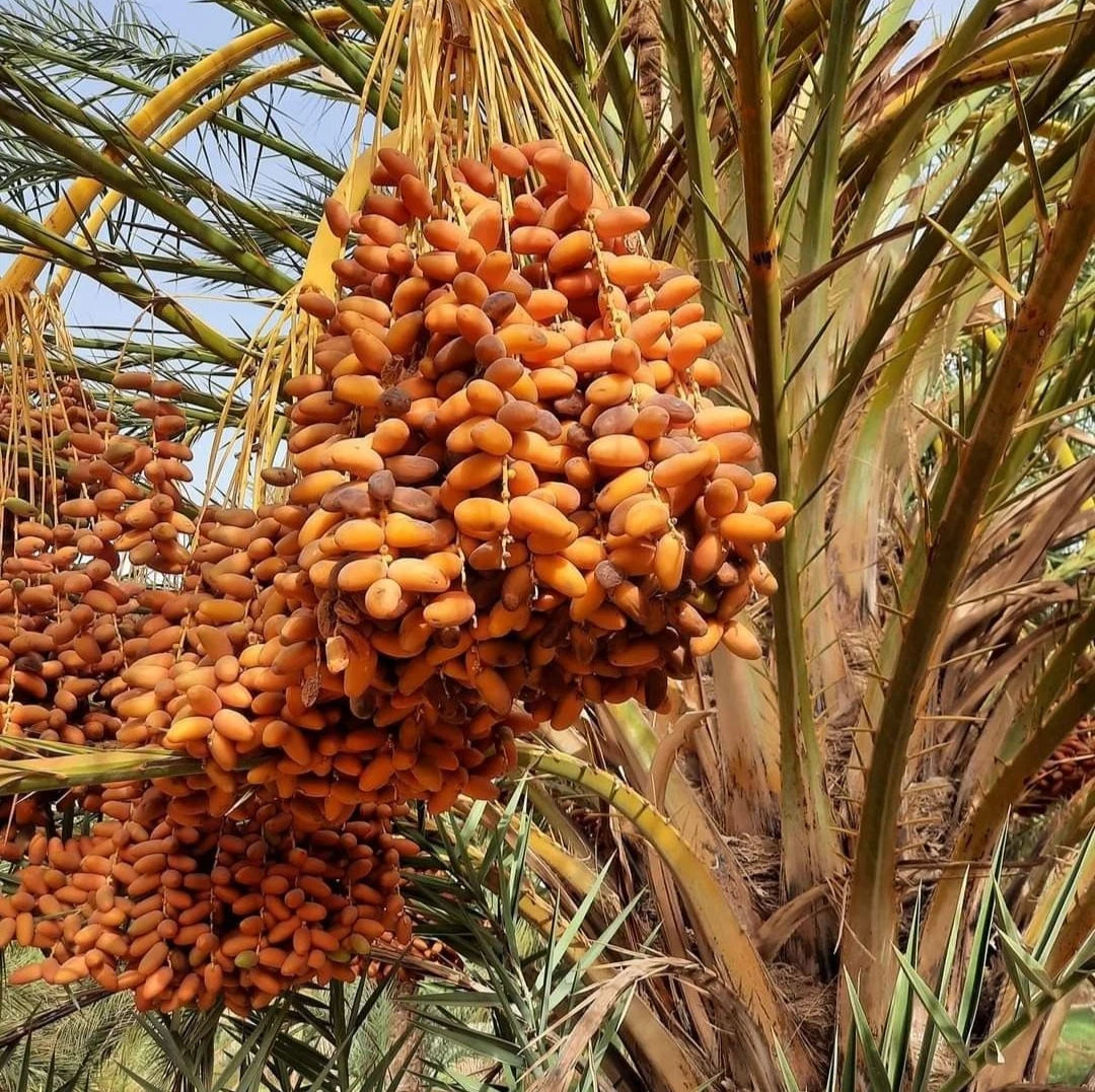 Sag'ai Date Palm Seeds (Phoenix dactylifera 'Sag'ai') – 35 pcs Premium Fresh Rare Golden-Crowned Sweet Sag'ai Date Seeds
