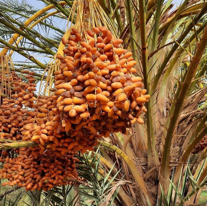 Sag'ai Date Palm Seeds (Phoenix dactylifera 'Sag'ai') – 35 pcs Premium Fresh Rare Golden-Crowned Sweet Sag'ai Date Seeds